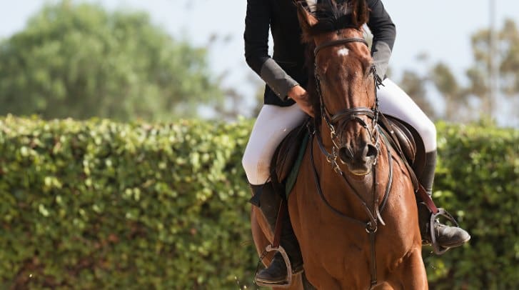 Ground exercises to establish leadership